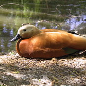Ruddy Shelduck